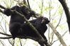 Интимные отошения шимпанзе